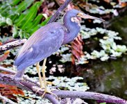 DSC_0764_stitch_001.JPG