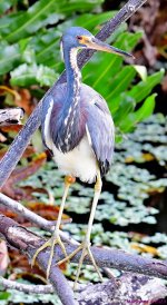 DSC_0768_001.JPG