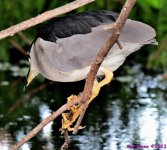 DSC_0791_001.JPG
