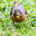 BackYardWL-653.jpg
