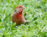 BackYardWL-666.jpg