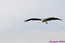 DSC_0804_001.JPG