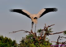 DSC_0809_001.JPG
