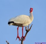 DSC_0845_001.JPG