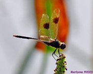 DSC_0858_001.JPG