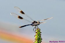 DSC_0861_001.JPG
