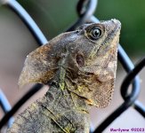 DSC_0899_001.JPG