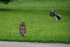 _DAB0931-SharpenAI-Motion.jpg