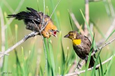 YHBBFeeding-680.jpg