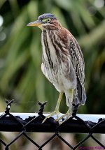 DSC_1081_001.JPG