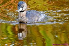 DSC_1116_001.JPG