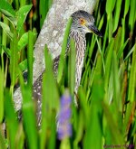 DSC_1151_001.JPG