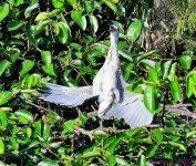 DSC_1184_001.JPG