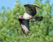 OspreyFish-680.jpg