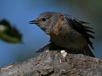 Bluebird12.jpg