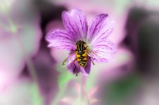 Wasp2.jpg