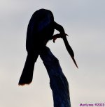 DSC_1447_001.JPG