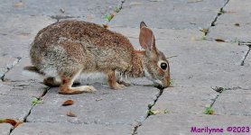 DSC_1435_001.JPG