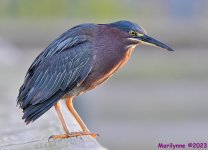 DSC_1450_001.JPG