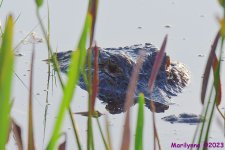 DSC_1457_001.JPG