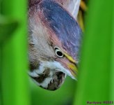 DSC_1520_001.JPG