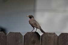 2023-06-24 Robin03.jpg