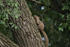 2023-06-24 Squirrel01.jpg