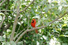 cardinal sm.jpg