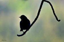SilBird-681.jpg
