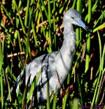 DSC_1637_001.JPG
