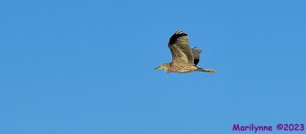 DSC_1644_001.JPG