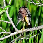 DSC_1647_001.JPG