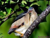 DSC_1697_001.JPG