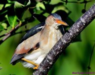 DSC_1703_001.JPG