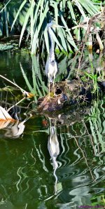 DSC_1713_stitch4_001.JPG
