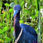 DSC_1780_001.JPG