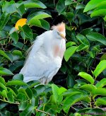 DSC_1820_001.JPG
