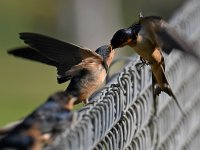 Swallow2.jpg