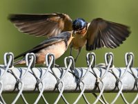 Swallow5.jpg