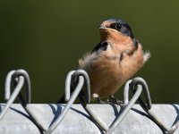 Swallow16.jpg