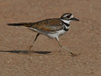 Killdeer.jpg