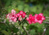 whitered-1-2.jpg