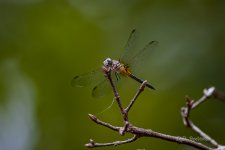 _DAB1400-DeNoiseAI-low-light-2.jpg