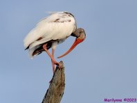 DSC_2110_001.JPG