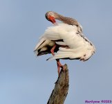 DSC_2115_001.JPG