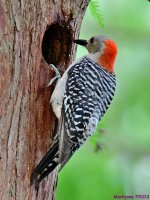 DSC_2132_001.JPG