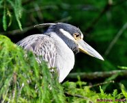 DSC_2188_001.JPG