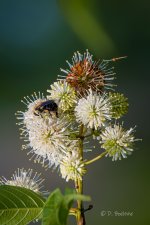 _DAB1495-DeNoiseAI-low-light-2.jpg