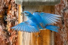 MtnBBNestBox-682.jpg