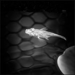 fishframe-1.jpg